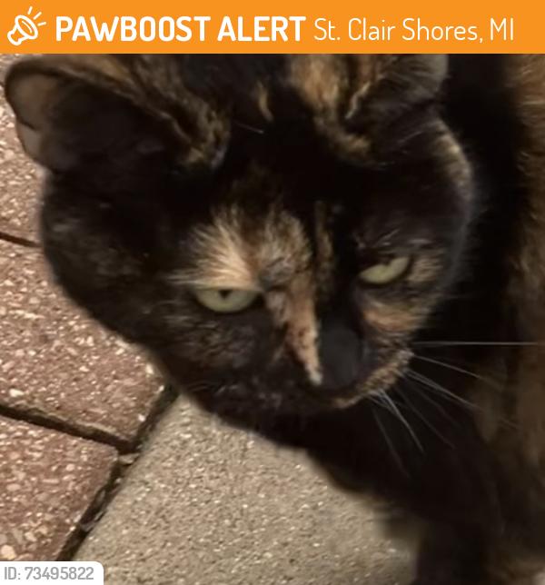 Found/Stray Female Cat last seen Jefferson and Marter, St. Clair Shores, MI 48080