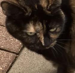 Found/Stray Female Cat last seen Jefferson and Marter, St. Clair Shores, MI 48080