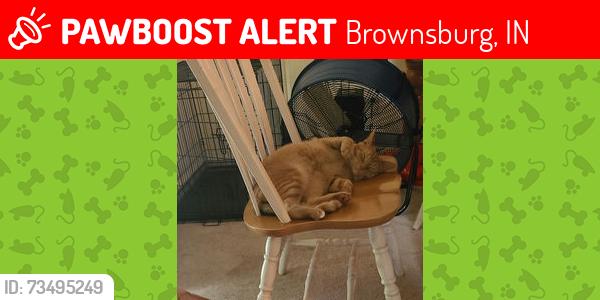Lost Male Cat last seen Prarie Dr & Tilden, Brownsburg IN, Brownsburg, IN 46112