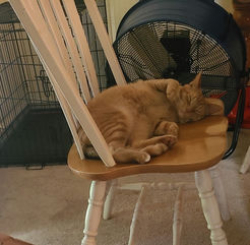 Lost Male Cat last seen Prarie Dr & Tilden, Brownsburg IN, Brownsburg, IN 46112