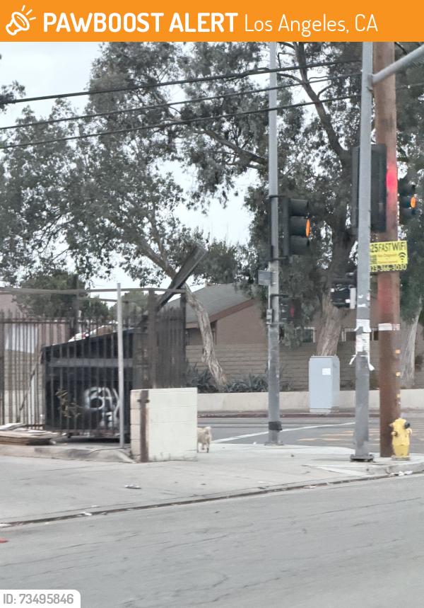 Found/Stray Unknown Dog last seen Wilmington and 103rd street, Los Angeles, CA 90002