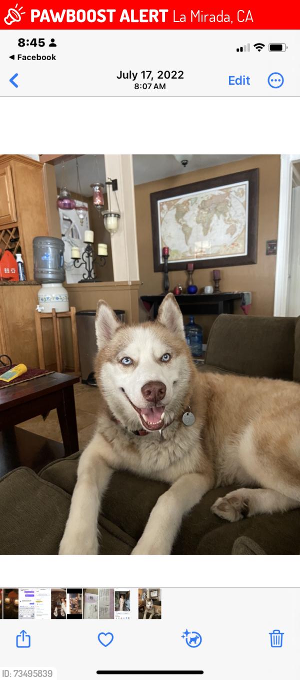 Lost Male Dog last seen Stamy, La Mirada, CA 90604