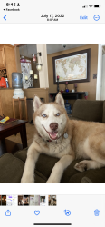 Lost Male Dog last seen Stamy, La Mirada, CA 90604