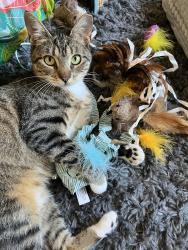 Lost Female Cat last seen Vineyard ests, Pleasanton, CA 94566
