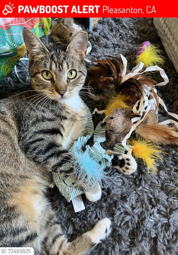 Lost Female Cat last seen Vineyard ests, Pleasanton, CA 94566
