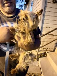 Found/Stray Unknown Dog last seen Grant st and 47th, Denver, CO 80216