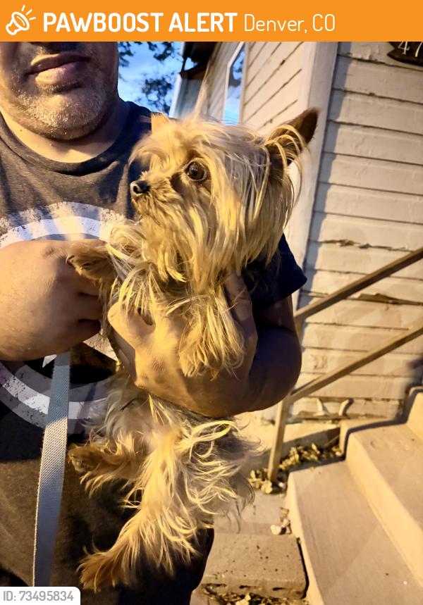 Found/Stray Unknown Dog last seen Grant st and 47th, Denver, CO 80216