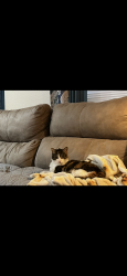 Lost Female Cat last seen Near Dunraven Ave, Las Vegas, NV 89139