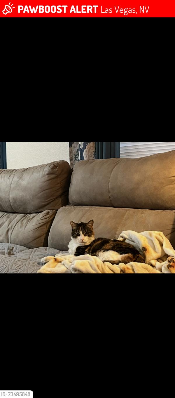 Lost Female Cat last seen Near Dunraven Ave, Las Vegas, NV 89139