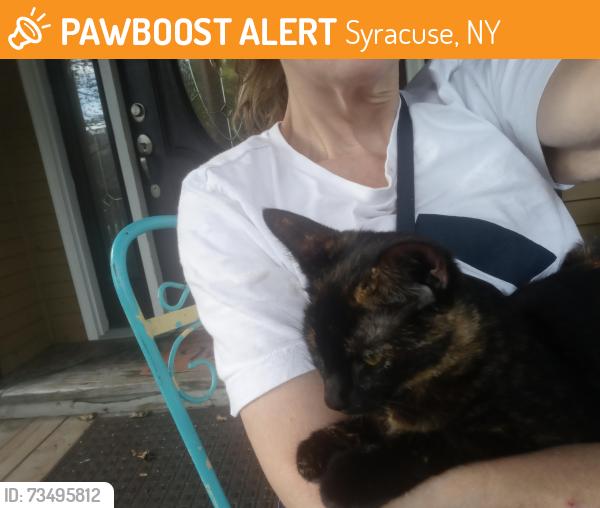 Found/Stray Female Cat last seen Oak and green, Syracuse, NY 13203
