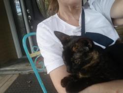 Found/Stray Female Cat last seen Oak and green, Syracuse, NY 13203