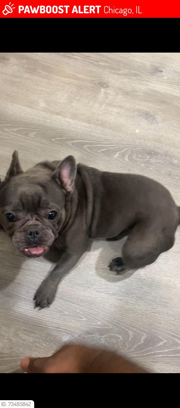 Lost Female Dog last seen Kildare and Potomac, Chicago, IL 60651