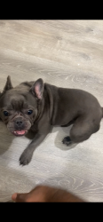 Lost Female Dog last seen Kildare and Potomac, Chicago, IL 60651