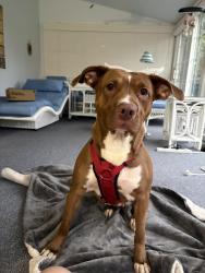 Found/Stray Female Dog last seen Hawley Ave, Syracuse, NY 13203