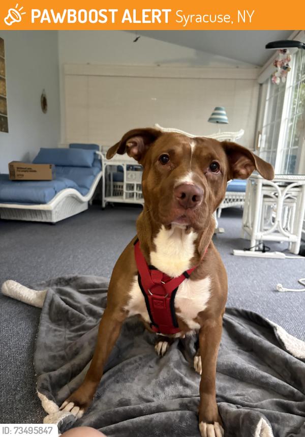 Found/Stray Female Dog last seen Hawley Ave, Syracuse, NY 13203