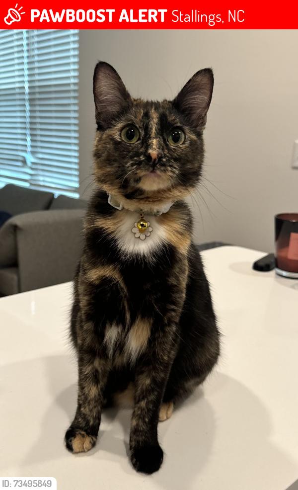 Lost Female Cat last seen sapwood ct, Stallings, NC 28104