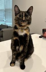 Lost Female Cat last seen sapwood ct, Stallings, NC 28104