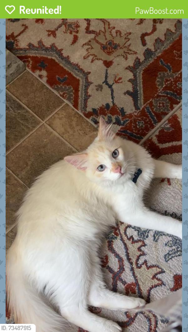 Reunited Male Cat last seen Near kennedy lane, Fredericksburg, VA 22407