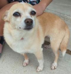 Lost Female Dog last seen Red Rock Trl/Camino Real, Haslet, TX 76052