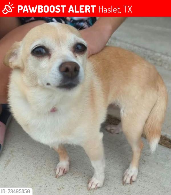 Lost Female Dog last seen Red Rock Trl/Camino Real, Haslet, TX 76052
