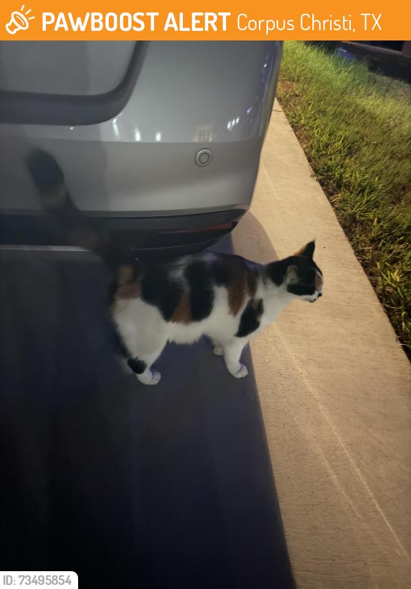 Found/Stray Unknown Cat last seen Azali on Yorktown, Corpus Christi, TX 78414