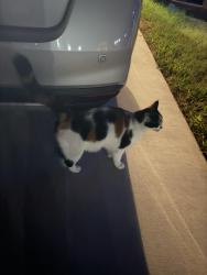 Found/Stray Unknown Cat last seen Azali on Yorktown, Corpus Christi, TX 78414