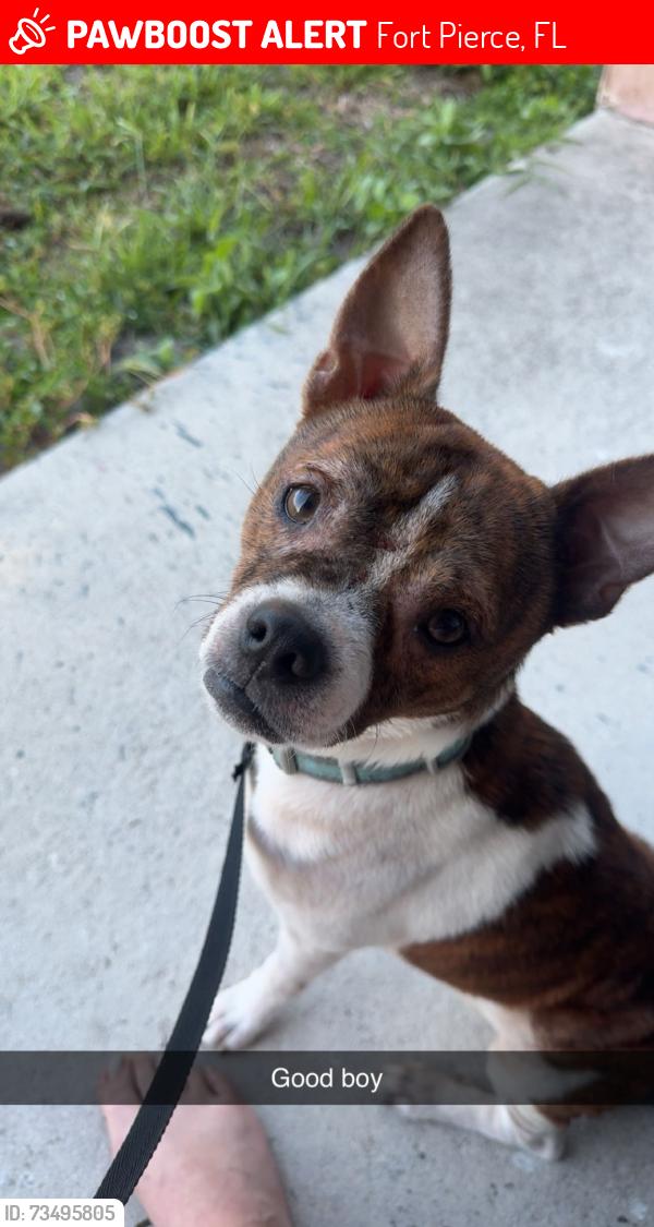 Lost Male Dog last seen Near Easter Ave, Fort Pierce, FL 34950