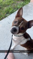 Lost Male Dog last seen Near Easter Ave, Fort Pierce, FL 34950
