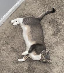 Reunited Male Cat last seen 11 mile & gratiot near Kaiser elementary, Roseville, MI 48066