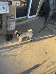 Lost Female Dog last seen McMahon and Unser, Albuquerque, NM 87114