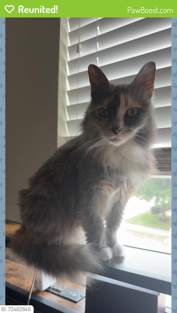 Reunited Female Cat last seen Home 2 suites and specs, Plano, TX 75074