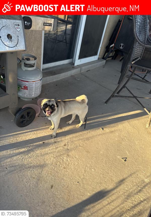 Lost Female Dog last seen McMahon and Unser, Albuquerque, NM 87114