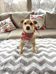 Reunited Male Dog last seen Three bridges Drive Flower Mound Tx, Flower Mound, TX 75022