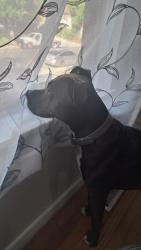Reunited Male Dog last seen Chamber and Hampden, Aurora, CO 80013
