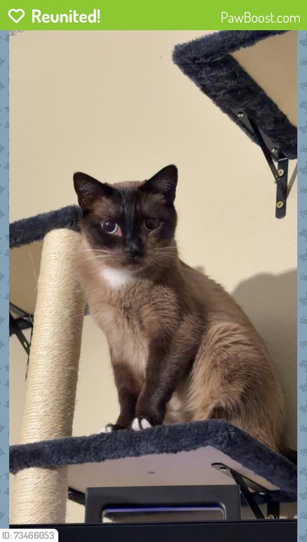 Reunited Male Cat last seen Pearl st, Thornton, CO 80229