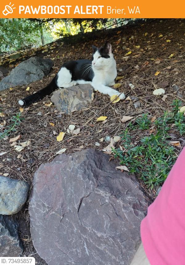 Found/Stray Male Cat last seen Cypress Way, Brier, WA 98036