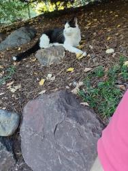 Found/Stray Male Cat last seen Cypress Way, Brier, WA 98036