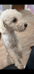 Lost Female Dog last seen Coyler ave /la sage, Lynwood, CA 90262