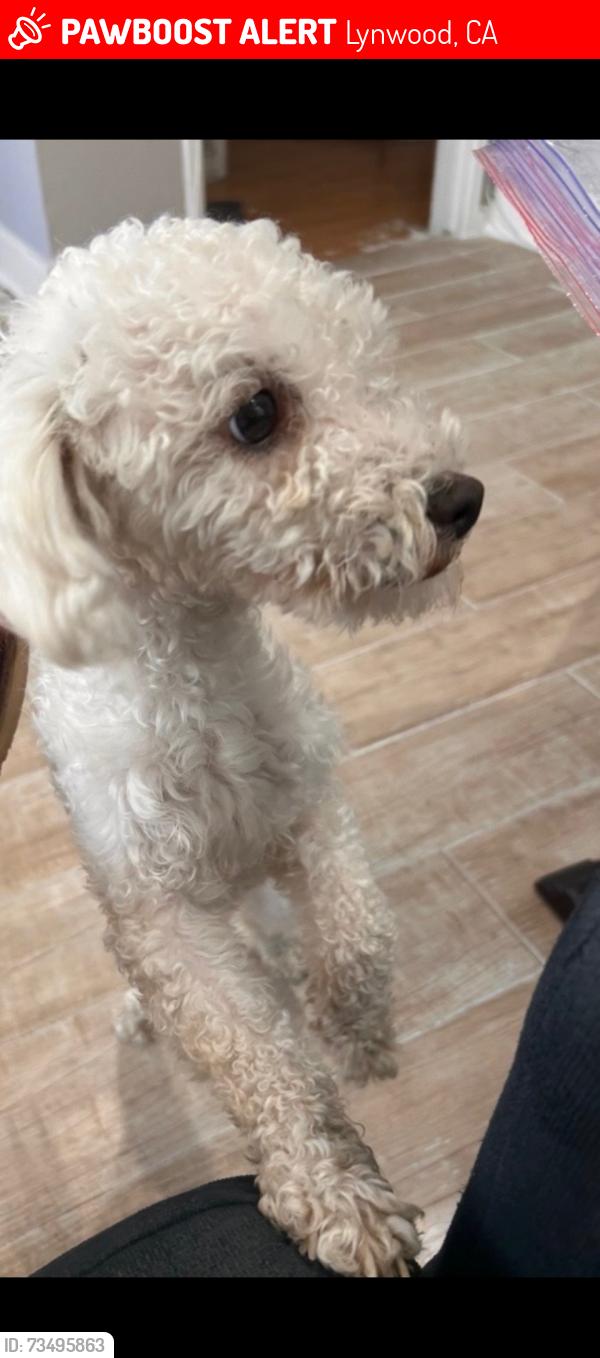 Lost Female Dog last seen Coyler ave /la sage, Lynwood, CA 90262