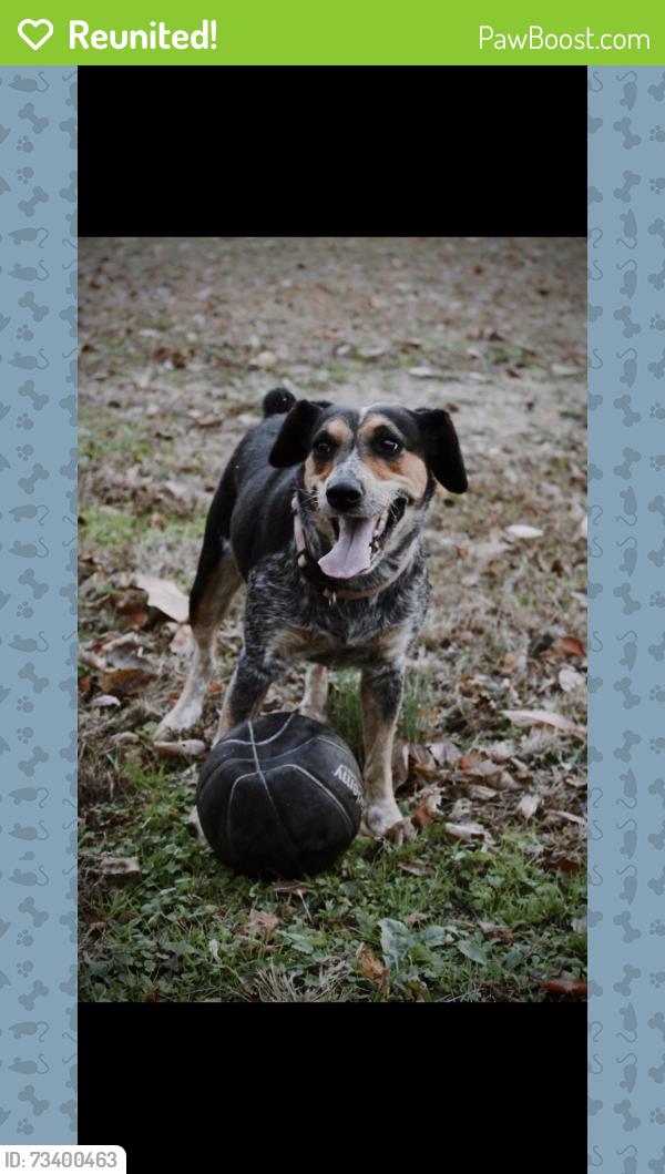 Reunited Female Dog last seen Lashbrook road, Boonville, IN 47601