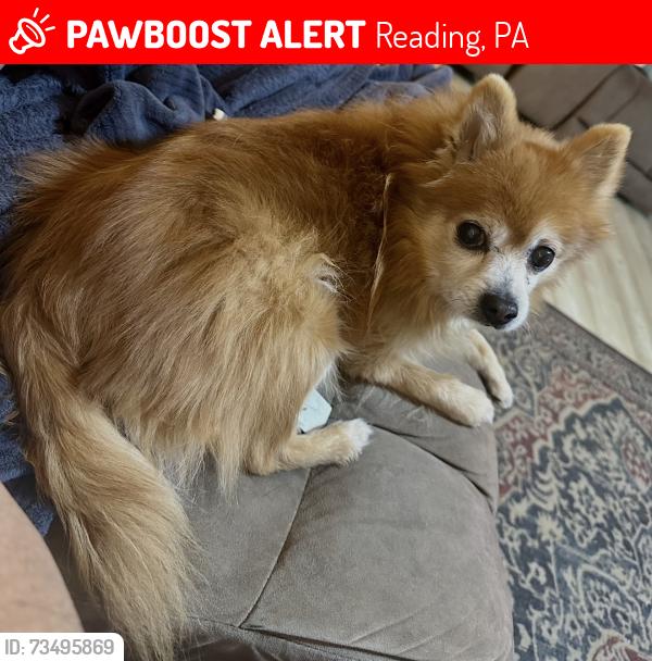 Lost Male Dog last seen 10th n pike st reading pa, Reading, PA 19604
