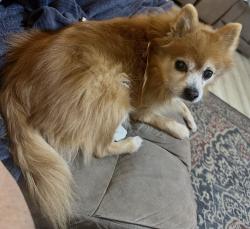 Lost Male Dog last seen 10th n pike st reading pa, Reading, PA 19604