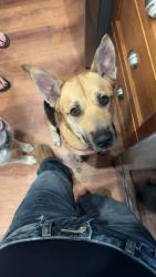 Lost Female Dog last seen garfield st, Eugene, OR 97402