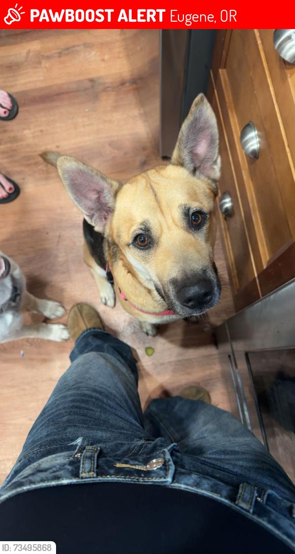 Lost Female Dog last seen garfield st, Eugene, OR 97402