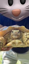 Found/Stray Male Reptile last seen Lomas and mountain, Albuquerque, NM 87108