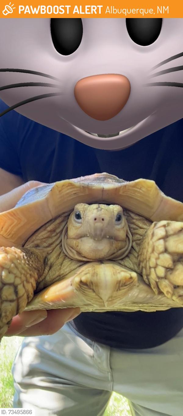 Found/Stray Male Reptile last seen Lomas and mountain, Albuquerque, NM 87108