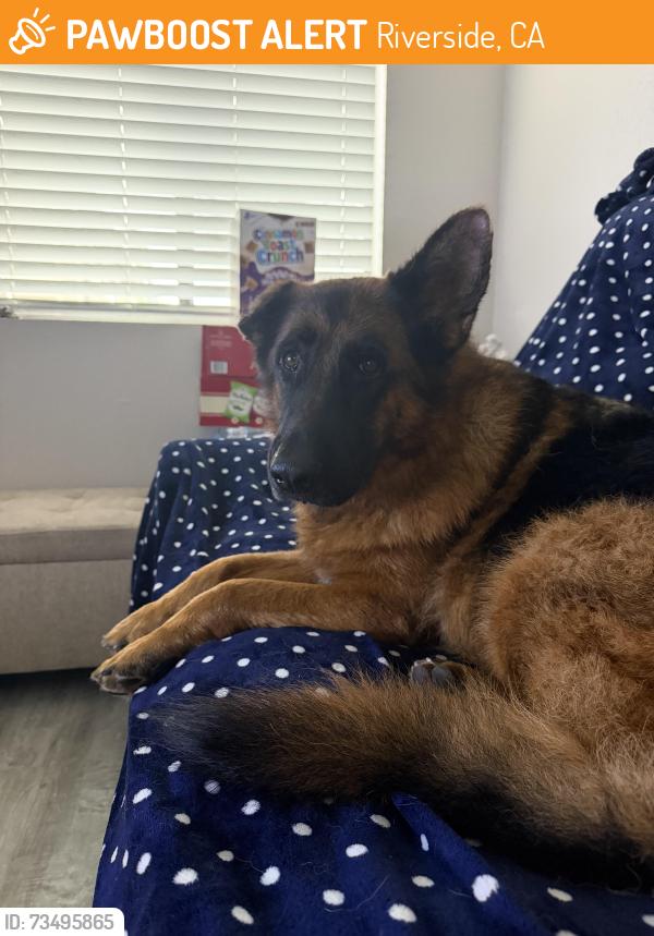 Found/Stray Unknown Dog last seen Lakeview Ave & Kelsey Pl, Riverside, CA 92509
