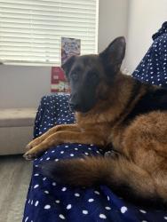 Found/Stray Unknown Dog last seen Lakeview Ave & Kelsey Pl, Riverside, CA 92509