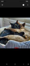 Reunited Female Cat last seen IOWA and MIDDLETON, Nampa, ID 83686