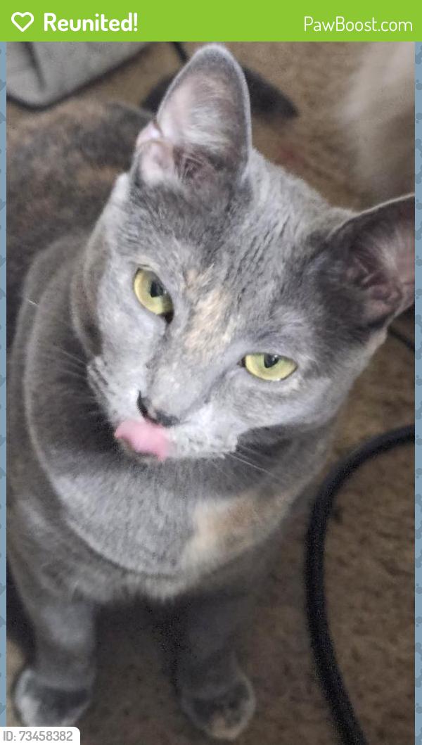 Reunited Female Cat last seen Goldsboro and bragg, Sanford, NC 27330